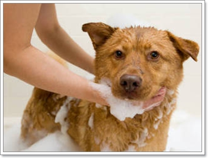 โรคไรขี้เรื้อนในน้องหมารักษากันอย่างไร | Dogilike.com