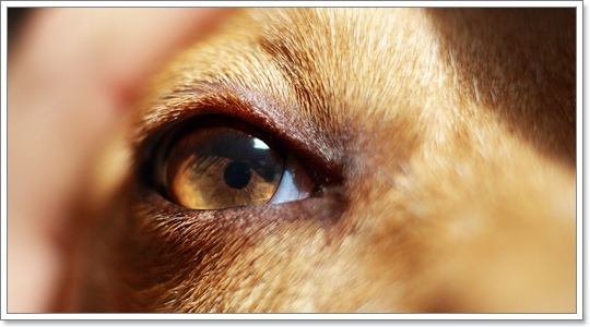 4 โรคกระจกตาที่พบได้บ่อยในน้องหมา | Dogilike.com