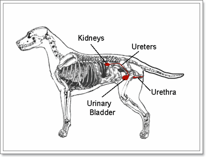 Операция мочевой пузырь собака. Анатомия селезенки собаки. Почки у собаки расположение. Увеличенная селезенка у собаки. Мочевой пузырь собаки анатомия.