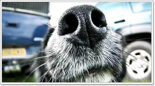 Dogilike.com :: Reverse Sneezing мр║рц (А╩е║) ╒м╖йь╧я╒ ╥уХкерб╓╧мр╗ДаХцыИ╗я║