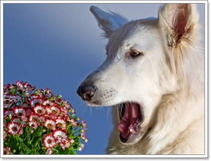 Dogilike.com :: Reverse Sneezing мр║рц (А╩е║) ╒м╖йь╧я╒ ╥уХкерб╓╧мр╗ДаХцыИ╗я║