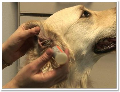 4 วิธีรับมือปัญหาช่องหูส่วนนอกอักเสบในสุนัข | Dogilike.com