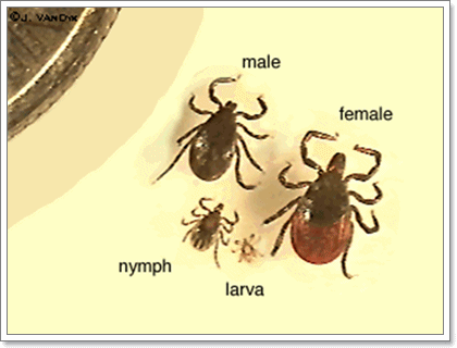 Dogilike.com ::  (Lyme disease) ä¨ҡ 褹ѡعѢͧѧ
