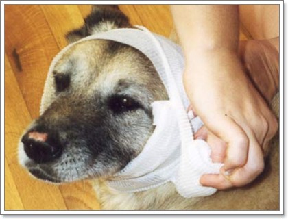 Dogilike.com :: เมื่อน้องหมามีบาดแผลจะดูแลอย่างไร