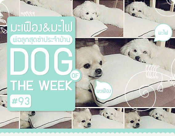 ͧ, عѢ, ѡ, ͧ, , ١ش,  dog of the week 93