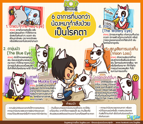 dog close-up, infographic, dog infographic, , عѢ, ᴧ, Ң, , ҼԴá, , ٭¡ͧ, й