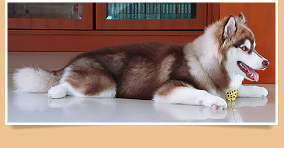 นัองหมา, สุนัข,เชสเตอร์, น่ารัก, ไซบีเรียน ฮัสกี้,การดูแล,เทคนิคการเลี้ยงดู, dog of the week 102