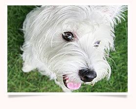 ͧ, عѢ, ѡ, ô,෤Ԥ§, شʺ, մ, Highland White Terrier, 7Eleven, dog of the week 106