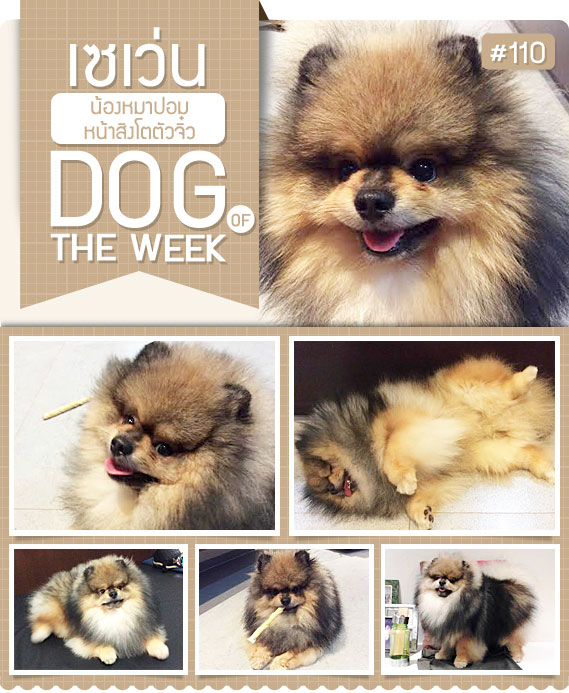 ͧ, عѢ, ѡ, ô,෤Ԥ§, , seven,7 , ԧ, , ˹ԧ,  dog of the week 110