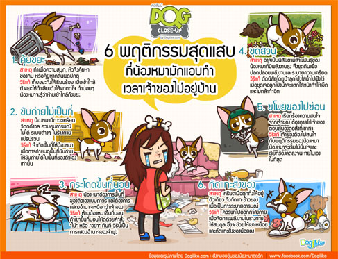 dog close-up, infographic, dog infographic, , عѢ, ¢, Ѻ繷, ⴴ鹷͹, Ѵ觢ͧ, شǹ, 