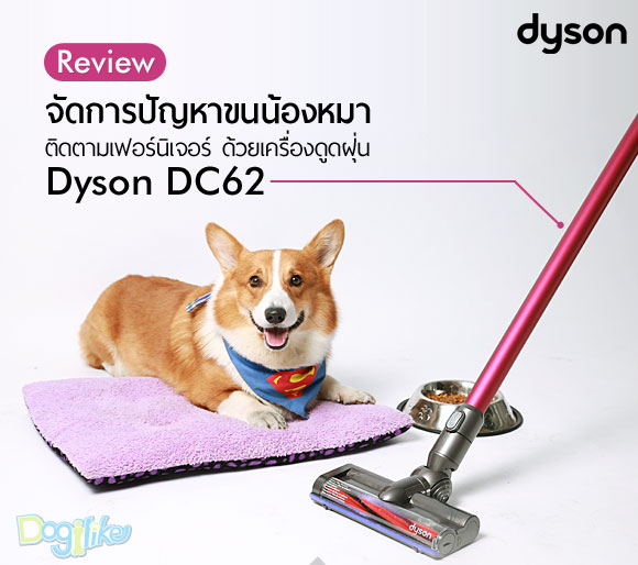 ͧٴ, ͧٴ, ѹ, Dyson, dyson, DysonDC62, dysonDC62, dysondc62, ѴûѭҢ, ѴûѭҢعѢ, Ǫ㹡÷ӤҴҹ, ѭҢ, ѭҢعѢ, ͧٴѹDC62, ͧٴ Dyson DC62, СѺ, СѺعѢ, ʹµعѢ, ʹµ