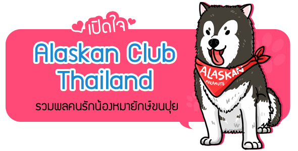 Dogilike.com :: ɳ  Alaskan Club Thailand Ťѡѡ