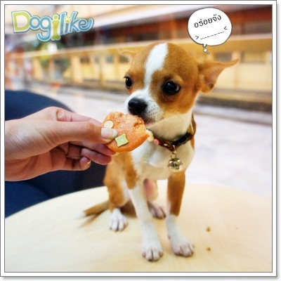 Dogilike.com :: Review : Delicio Bologna ͺ͹Ѻͧ