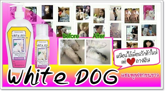 Dogilike.com :: Review : White Dog ٿ͡