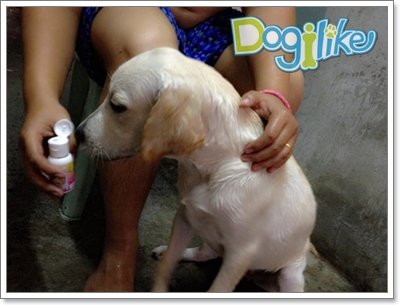 Dogilike.com :: Review : White Dog ٿ͡