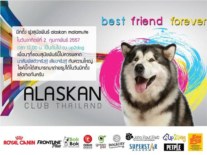 Dogilike.com :: Ԩ Alaskan club Thailand @Up2dogs