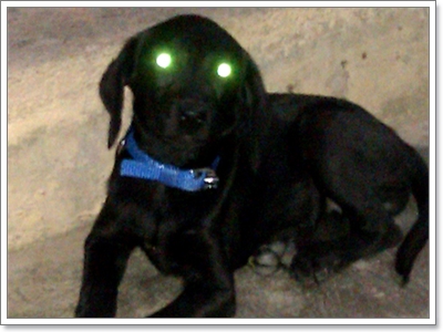 Dogilike.com :: เจาะทุกประเด็น! ภาพการมองเห็นจากดวงตาน้องหมา
