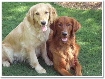 Dogilike.com :: 10 สายพันธุ์น้องหมาเหมาะสำหรับ “ผู้เลี้ยงมือใหม่”