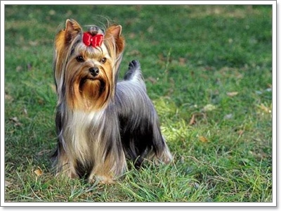 Dogilike.com :: 10 สายพันธุ์น้องหมาเหมาะสำหรับ “ผู้เลี้ยงมือใหม่”