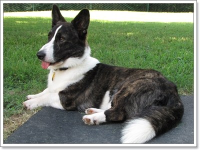 Dogilike.com :: 6 ͧԧش͹ Դ鹡ѺͧҢ! 