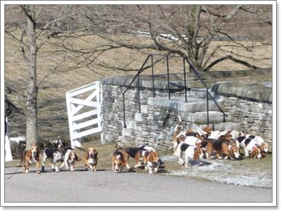 Dogilike.com :: 6 ͧԧش͹ Դ鹡ѺͧҢ! 