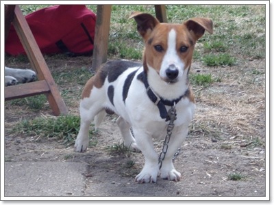 Dogilike.com :: 6 ͧԧش͹ Դ鹡ѺͧҢ! 