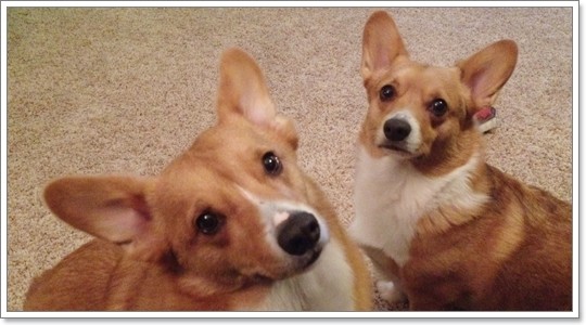 Dogilike.com :: 6 ͧԧش͹ Դ鹡ѺͧҢ! 