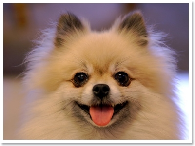 10 สายพันธุ์น้องหมาที่มีดวงตาสวยประทับใจมากที่สุด | Dogilike.Com