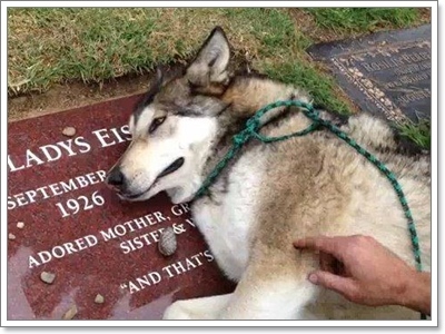 Dogilike.com :: แท้จริงแล้ว...น้องหมาร้องไห้เพราะเสียใจได้หรือไม่ 