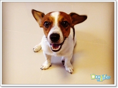 Dogilike.com :: 20 พฤติกรรมน้องหมาที่กำลังบอกว่า...รักคุณ (มากที่สุด) !
