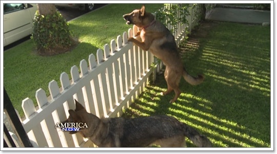 Dogilike.com :: ปรับพฤติกรรมผู้เลี้ยงและน้องหมา ไม่ให้มีปัญหากับข้างบ้าน