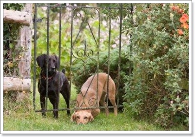 Dogilike.com :: ปรับพฤติกรรมผู้เลี้ยงและน้องหมา ไม่ให้มีปัญหากับข้างบ้าน
