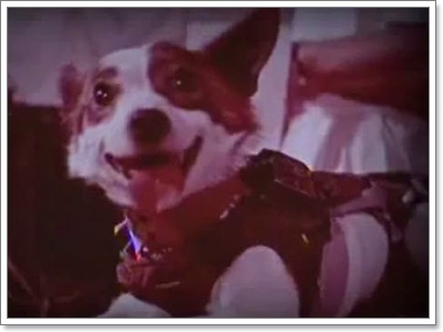 Dogilike.com :: ֡! ҹͧǡ Ъվªҵ