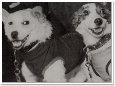 Dogilike.com :: ֡! ҹͧǡ Ъվªҵ