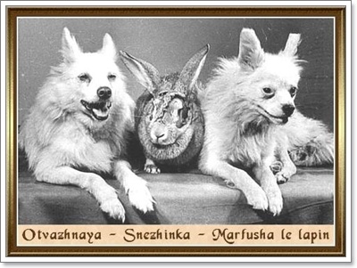 Dogilike.com :: ֡! ҹͧǡ Ъվªҵ