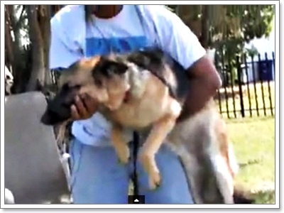 Dogilike.com :: อุ้มหมาใหญ่อย่างไร ไม่ให้เจ็บตัว 