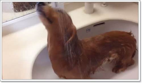 Dogilike.com :: ǹ! ԻѪعҺӽѡҧشԹ
