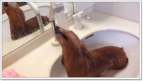 Dogilike.com :: ǹ! ԻѪعҺӽѡҧشԹ