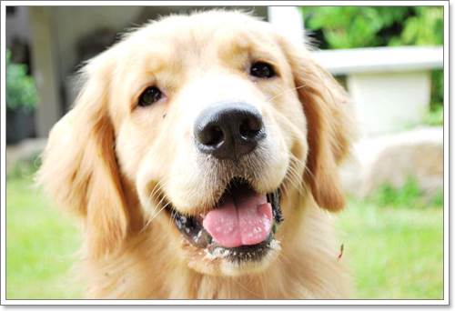 Dogilike.com :: ! Japan ҵٺ ͧ¢ѭ㨷š