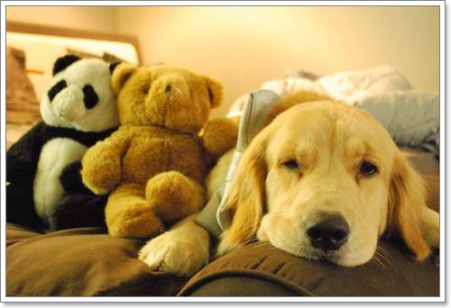 Dogilike.com :: ! Japan ҵٺ ͧ¢ѭ㨷š