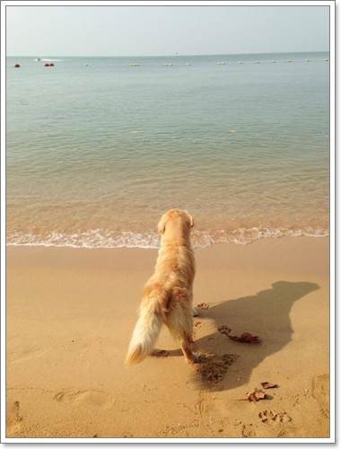 Dogilike.com :: ! Japan ҵٺ ͧ¢ѭ㨷š