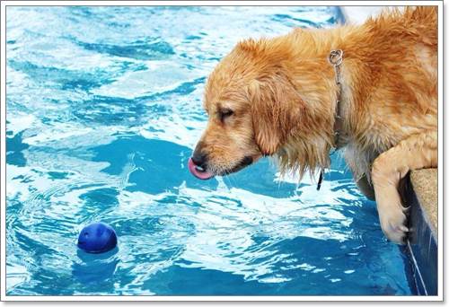 Dogilike.com :: ! Japan ҵٺ ͧ¢ѭ㨷š