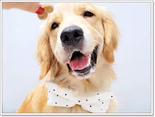 Dogilike.com :: ! Japan ҵٺ ͧ¢ѭ㨷š