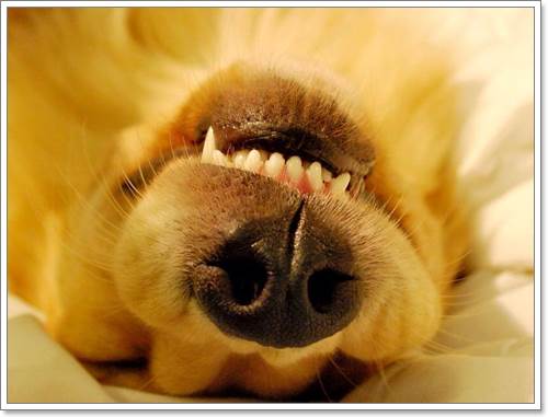 Dogilike.com :: ! Japan ҵٺ ͧ¢ѭ㨷š