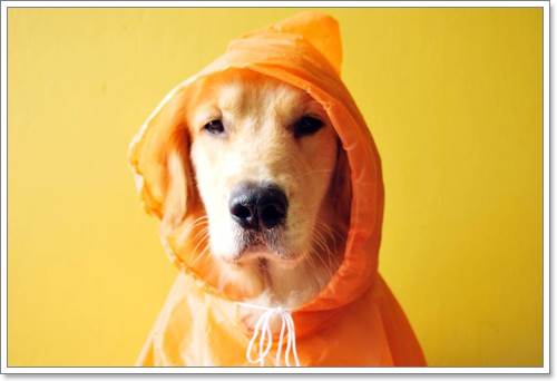 Dogilike.com :: ! Japan ҵٺ ͧ¢ѭ㨷š