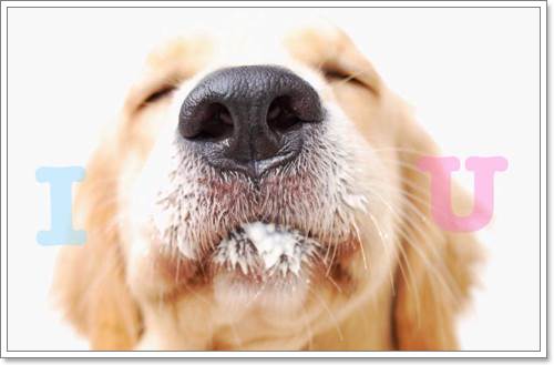 Dogilike.com :: ! Japan ҵٺ ͧ¢ѭ㨷š