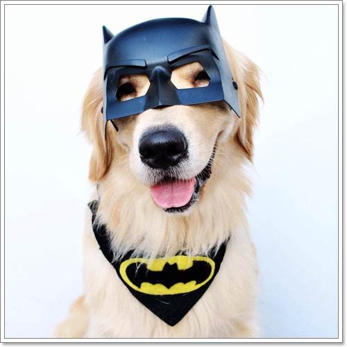 Dogilike.com :: ! Japan ҵٺ ͧ¢ѭ㨷š