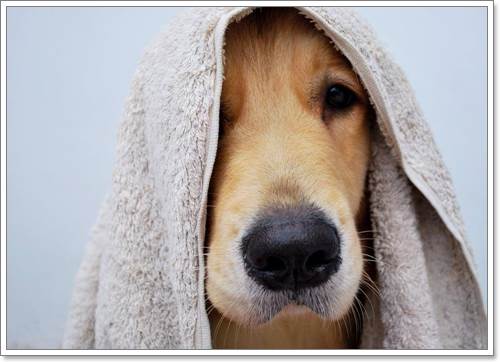 Dogilike.com :: ! Japan ҵٺ ͧ¢ѭ㨷š