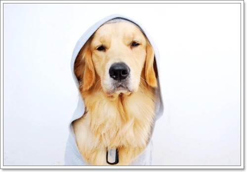 Dogilike.com :: ! Japan ҵٺ ͧ¢ѭ㨷š