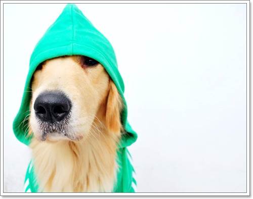 Dogilike.com :: ! Japan ҵٺ ͧ¢ѭ㨷š
